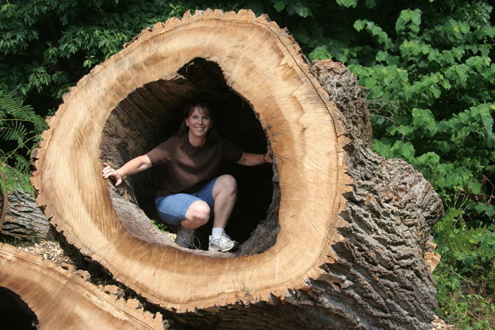 the-monticello-tulip-poplar